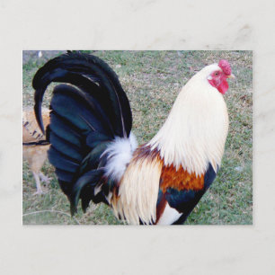 Cartão Postal Hawaii Hanauma Bay Rooster