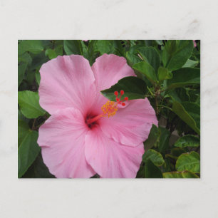 Cartão Postal Hawaii Hibiscus Flower