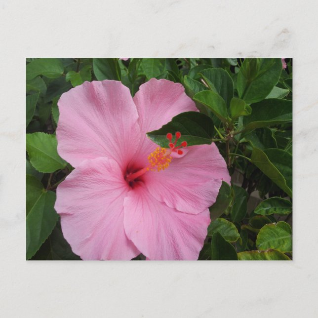 Cartão Postal Hawaii Hibiscus Flower (Frente)