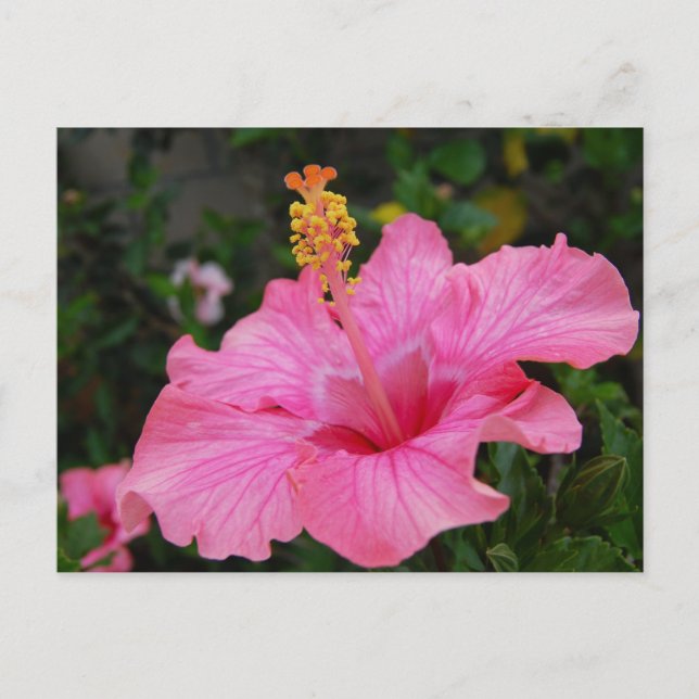 Cartão Postal Hawaii Hibiscus rosa (Frente)