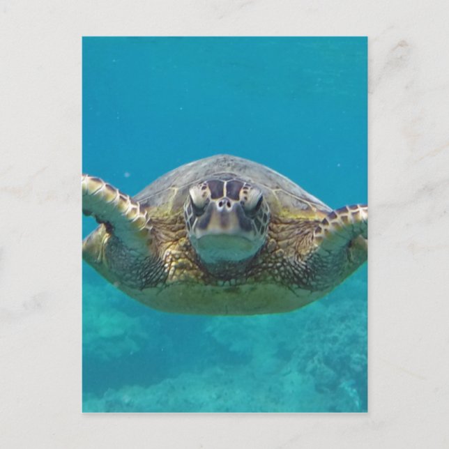Cartão Postal Hawaii Honu (Frente)