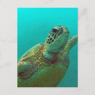 Cartão Postal Hawaii Honu