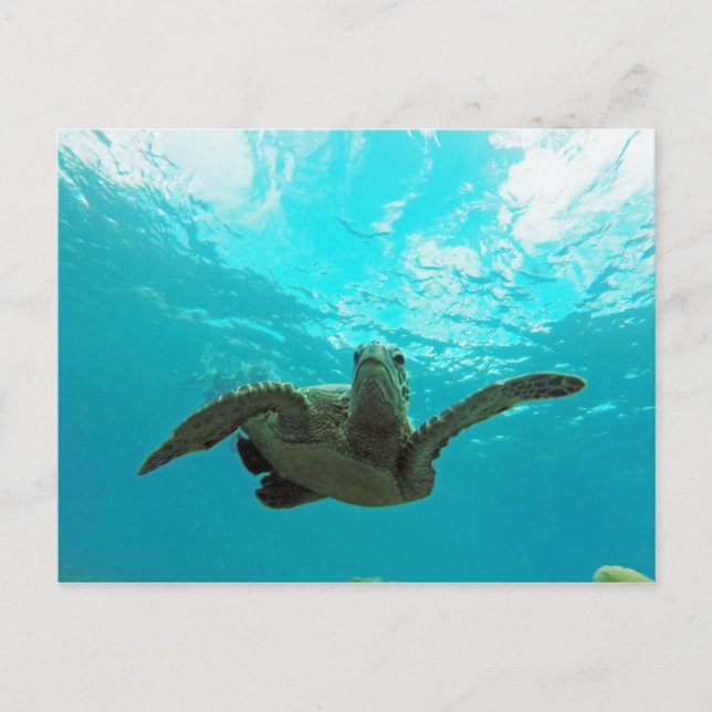 Cartão Postal Hawaii Honu Turtle (Frente)