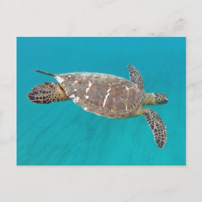 Cartão Postal Hawaii Honu Turtle (Frente)