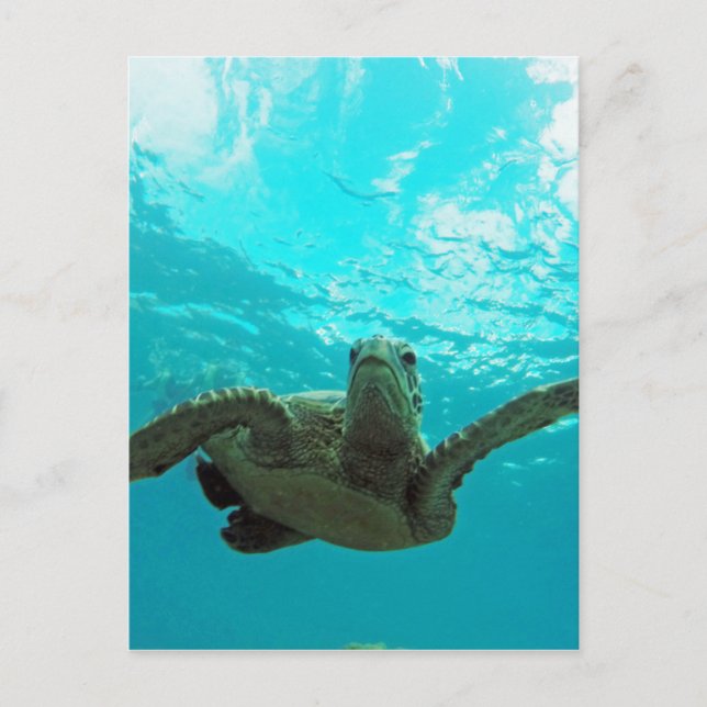 Cartão Postal Hawaii Honu Turtle (Frente)