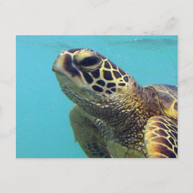 Cartão Postal Hawaii Honu Turtle (Frente)
