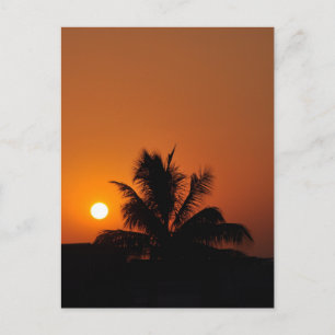 Cartão Postal Hawaii Island Viagem Tour Beach Sunset Palm Tree