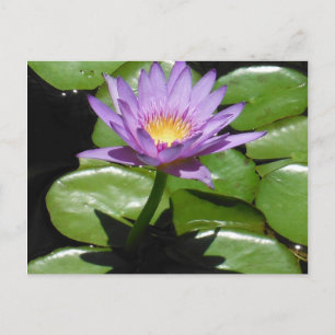 Cartão Postal Hawaii Lotus Flower