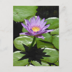 Cartão Postal Hawaii Lotus Flower