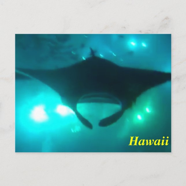 Cartão Postal Hawaii Manta Ray (Frente)