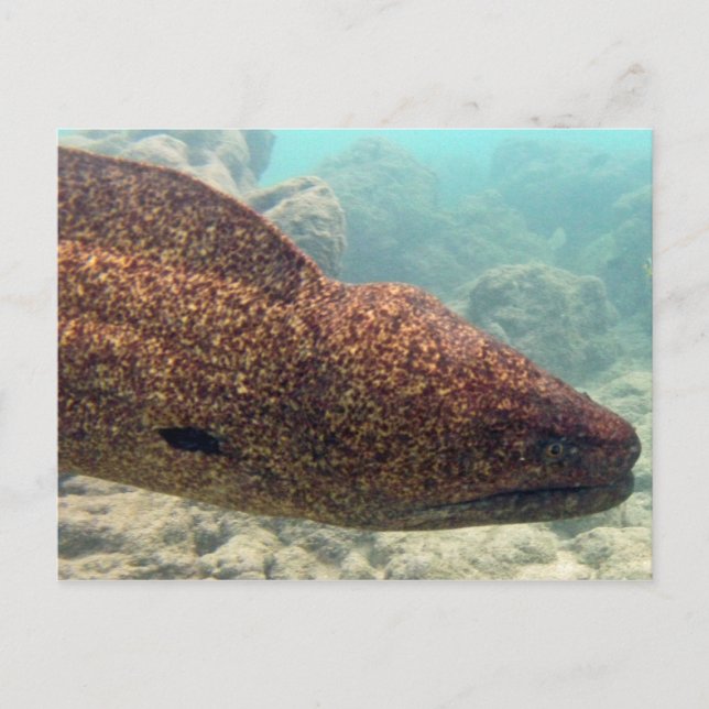 Cartão Postal Hawaii Moray Eel (Frente)