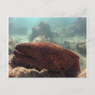 Cartão Postal Hawaii Moray Eel