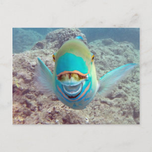 Cartão Postal Hawaii Parrot Fish