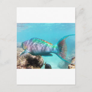 Cartão Postal Hawaii Parrot Fish