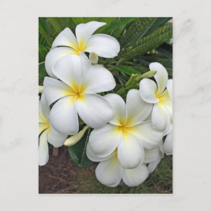Cartão Postal Hawaii Plumeria Flowers