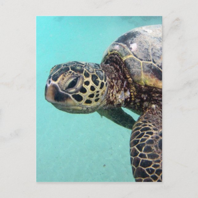 Cartão Postal Hawaii Sea Turtle (Frente)