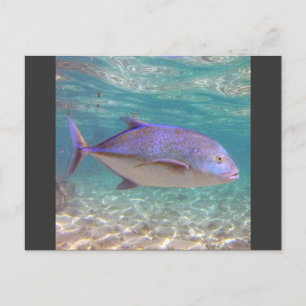 Cartão Postal Hawaii Trevally Fish