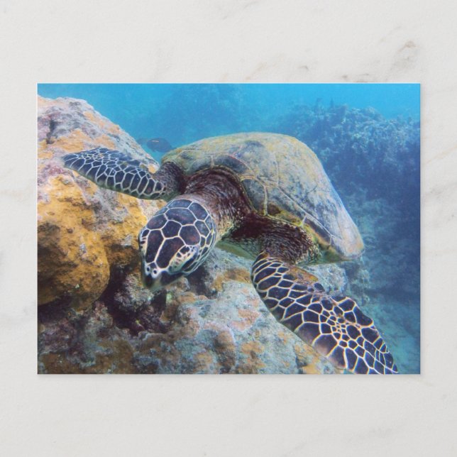 Cartão Postal Hawaii Turtle (Frente)