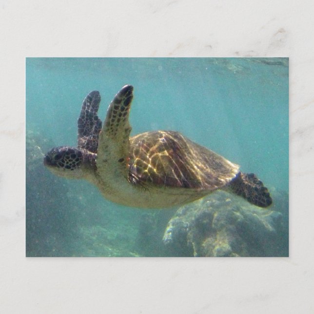 Cartão Postal Hawaii Turtle (Frente)