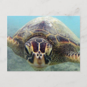 Cartão Postal Hawaii Turtle