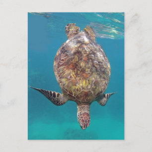 Cartão Postal Hawaii Turtle Shell