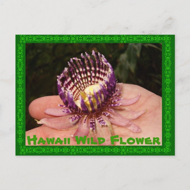 Cartão Postal Hawaii Wild Flower (Frente)