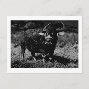 Cartão Postal HawaiiA Water Buffalo FotografiaHavaí