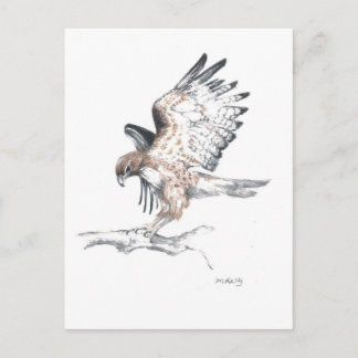 Cartão Postal Hawk