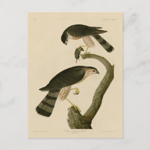 Cartão Postal Hawk com brilho afiado das Aves da América de Audu
