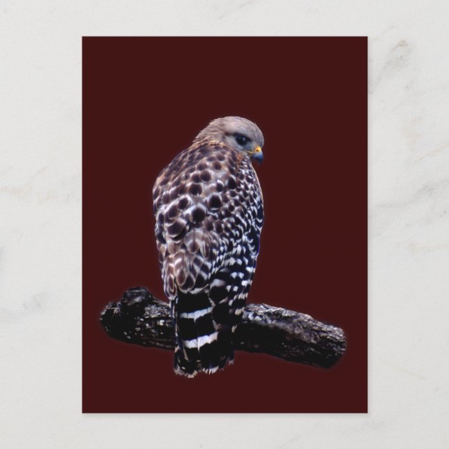 Cartão Postal Hawk de cauda curta (Frente)