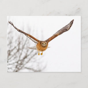 Cartão Postal Hawk em Voo
