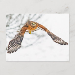 Cartão Postal Hawk em Voo
