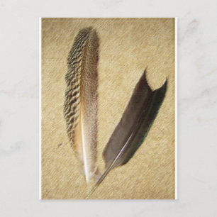 Cartão Postal Hawk Feather