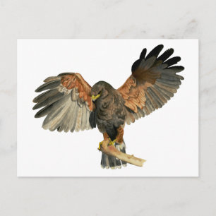 Cartão Postal Hawk Flapping Wings Watercolor Painting