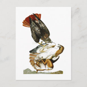 Cartão Postal Hawk John James Audubon de cauda vermelha