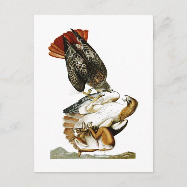 Cartão Postal Hawk John James Audubon de cauda vermelha (Frente)