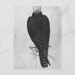 Cartão Postal Hawk na mão