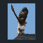 Cartão Postal Hawk Raised Wings Wildlife Foto De Mala Vermelha<br><div class="desc">Este postal mostra uma foto incrível da vida selvagem de um falcão de cauda vermelha estrelado no ápice de um telhado com suas asas erguidas acima de sua cabeça se preparando para decolar. Ao fundo está um céu azul claro. Excelente para um entusiasta de pássaro ou raptor.</div>