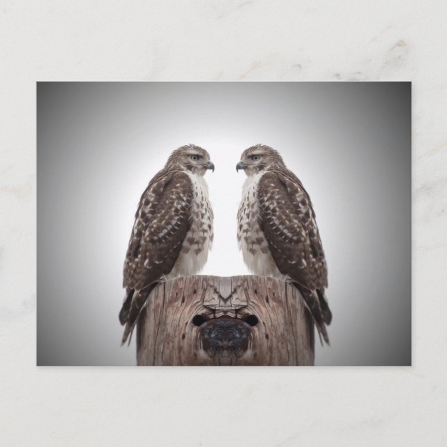 Cartão Postal Hawks em um posto (Frente)