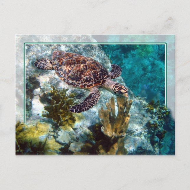 Cartão Postal Hawksbill Sea Turtle, Ilhas Virgens dos EUA (Frente)