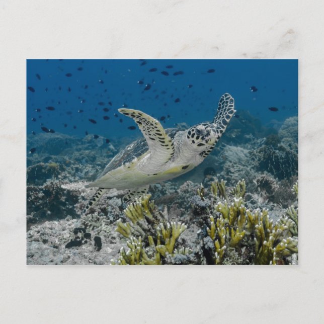 Cartão Postal Hawksbill Sea Turtle Natação (Frente)