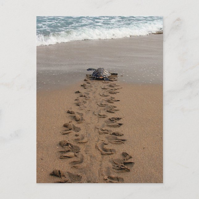 Cartão postal Hawksbill Turtle Trek (Frente)