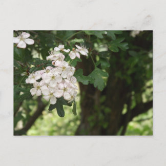 Cartão Postal Hawthorn Blossom