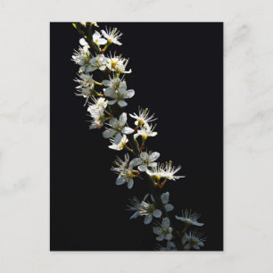 Cartão Postal Hawthorn Flowers pcn