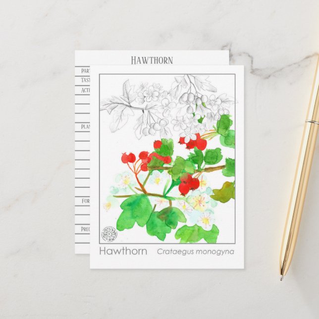 Cartão Postal Hawthorn Materia Medica Monograph Study (Frente/Verso In Situ)