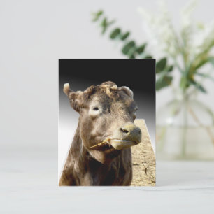 Cartão Postal Hay Day: O Momento de Mastigação de uma Vaca Marro