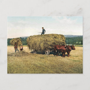 Cartão Postal Hay in New England - Vintage 1900