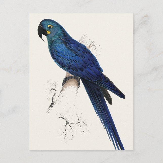 Cartão Postal Hayacinthe Maccaw (Frente)