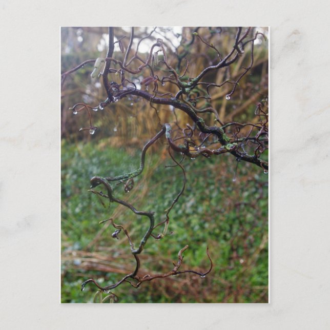 Cartão Postal Hazel torcido (Frente)