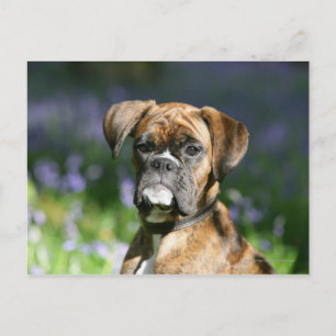 Cartão Postal Headshot do cão do pugilista